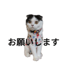 猫飼いさんのスタンプ（個別スタンプ：14）