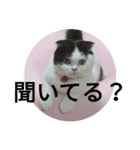 猫飼いさんのスタンプ（個別スタンプ：15）