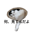 猫飼いさんのスタンプ（個別スタンプ：18）