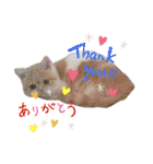 猫飼いさんのスタンプ（個別スタンプ：19）
