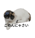 猫飼いさんのスタンプ（個別スタンプ：20）