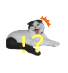 猫飼いさんのスタンプ（個別スタンプ：21）