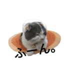猫飼いさんのスタンプ（個別スタンプ：22）