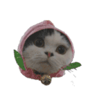 猫飼いさんのスタンプ（個別スタンプ：23）