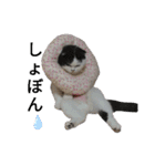猫飼いさんのスタンプ（個別スタンプ：26）