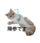 猫飼いさんのスタンプ（個別スタンプ：27）