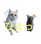 猫飼いさんのスタンプ（個別スタンプ：29）