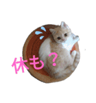 猫飼いさんのスタンプ（個別スタンプ：30）