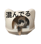 猫飼いさんのスタンプ（個別スタンプ：32）