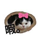 猫飼いさんのスタンプ（個別スタンプ：33）