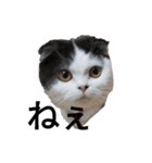 猫飼いさんのスタンプ（個別スタンプ：35）