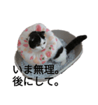 猫飼いさんのスタンプ（個別スタンプ：36）