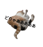 猫飼いさんのスタンプ（個別スタンプ：37）