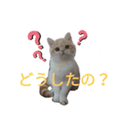 猫飼いさんのスタンプ（個別スタンプ：40）