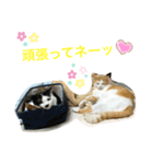 トラチワちゃん♡☆（個別スタンプ：1）