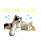 トラチワちゃん♡☆（個別スタンプ：5）