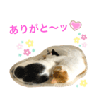 トラチワちゃん♡☆（個別スタンプ：7）