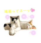 トラチワちゃん♡☆（個別スタンプ：8）