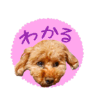 今日のぷーちょ（個別スタンプ：8）