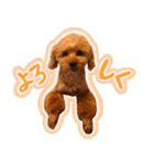 今日のぷーちょ（個別スタンプ：9）
