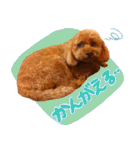 今日のぷーちょ（個別スタンプ：14）