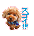 今日のぷーちょ（個別スタンプ：20）