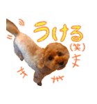 今日のぷーちょ（個別スタンプ：26）