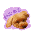今日のぷーちょ（個別スタンプ：30）