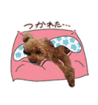 今日のぷーちょ（個別スタンプ：37）