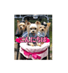 WonderfulDogs 卒業生 vol3.（個別スタンプ：3）