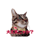 ペケにゃん5（個別スタンプ：1）