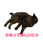ペケにゃん5（個別スタンプ：2）