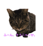 ペケにゃん5（個別スタンプ：4）