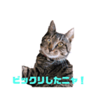 ペケにゃん5（個別スタンプ：6）