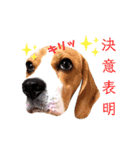 ビーグル犬ほたる⑤（個別スタンプ：1）