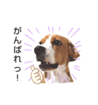 ビーグル犬ほたる⑤（個別スタンプ：2）