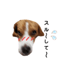 ビーグル犬ほたる⑤（個別スタンプ：4）