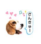ビーグル犬ほたる⑤（個別スタンプ：5）