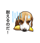 ビーグル犬ほたる⑤（個別スタンプ：7）