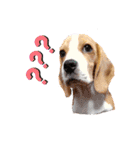 ビーグル犬ほたる⑤（個別スタンプ：8）