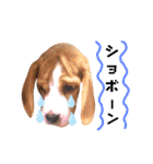 ビーグル犬ほたる⑤（個別スタンプ：9）