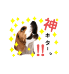 ビーグル犬ほたる⑤（個別スタンプ：10）