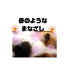 ビーグル犬ほたる⑤（個別スタンプ：11）