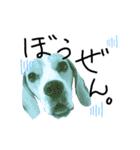 ビーグル犬ほたる⑤（個別スタンプ：12）