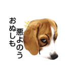 ビーグル犬ほたる⑤（個別スタンプ：13）