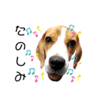 ビーグル犬ほたる⑤（個別スタンプ：14）