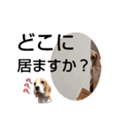 ビーグル犬ほたる⑤（個別スタンプ：15）