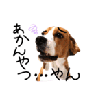 ビーグル犬ほたる⑤（個別スタンプ：16）