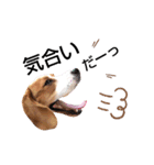 ビーグル犬ほたる⑤（個別スタンプ：17）