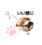ビーグル犬ほたる⑤（個別スタンプ：18）
